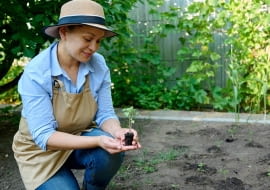 sadzenie pomidorów w tunelu