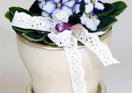 Skromny fiołek afrykański (<i>Saintpaulia</i>) nabierze odświętnego wyrazu, jeśli wstawimy go do eleganckiej doniczki. Dodatkowo możemy ozdobić go dekoracyjną, haftowaną wstążką.