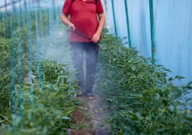 Nawożenie pomidorów