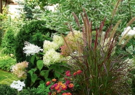 Hortensja bukietowa 'Limelight' i rozplenica 'Rubrum' to wyjątkowo dobrany duet. Tutaj towarzyszą im także formowany cis i dereń 'Elegantissima'.