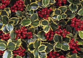 Ilex aquifolium 'Rubricaulis Aurea' SLOWA KLUCZOWE: Ilex aquifolium 'Rubricaulis Aurea' Rubricaulis Aurea Ilex aquifolium