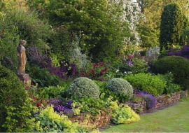 A colourful border of Alchillea, Heuchera, Bergenia and roses with Euonymus fortunei balls - Whichford House story SLOWA KLUCZOWE: Alchemilla mollis August Ball Beet B lle Euonymus Farbe Figur Garten Heuchera Kugel Kugeln Land Laub Purpurgl^ckchen Rosa Sommer Spindelstr ucher Statue Topiari Topiary englisch englische uk