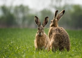 Dorosłe zające żyją średnio 5 lat. Z biologicznego punktu widzenia to krótko, ale są celem polowań niemal wszystkich ssaków i ptaków drapieżnych, a także naszych domowych psów i kotów.