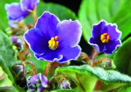 Fiołek afrykański (Saintpaulia ionantha) 'Bright eyes'. Ma niebieskie kwiaty