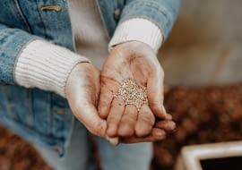 Co siać we wrześniu w ogrodzie