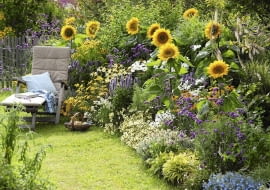 Helianthus 'Summer Breeze'(Sonnenblumen), Agastache'Blue Fortune' (Duftnessel), Coreopsis 'Moonbeam'(M dchenauge), Lagurus 'Bunny Tails' (Hasenschwanzgras), Colakraut (Artemisia), Verbena bonariensis (Eisenkraut) , Rudbeckia 'Goldsturm' Echinacea 'Sunrise' (Sonnenhut), Cosmos (Schmuckk^rbchen), Cimicifuga (Silberkerze), Lobelia (M nnertreu) SLOWA KLUCZOWE: msgnp11 000 lila Duft Stauden Einj hrige blau Gr ser draussen Sp tsommer Beet Garten Artemisia abrotanum var. maritima Helenium Sonnenbraut Sommerblumen Sommer gelb wei? quer Sitzplatz Liege
