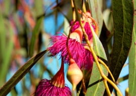Eucalyptus_leucoxylon_rosea