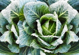 Późne odmiany kapusty, pora i jarmużu bez uszczerbku znoszą lekki mróz