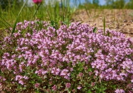 Macierzanka piaskowa (Thymus serpyllum)