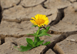 Warszawa w kwiatach i zieleni