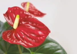 21.11.2007 WARSZAWA SESJA KWIATY CALLA ANTURIUM I SKRZYDLOKWIAT NZ ANTURIUM ANTHURIUM DLA CZASOPISMA KWIETNIK FOT. ARKADIUSZ SCICHOCKI / AGENCJA GAZETA PUBLIKACJA KWIETNIK NR 2 (158) - 2 2008