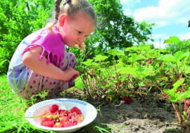 Owoce zbieramy po upływie okresu karencji użytego preparatu.