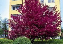 JABLON MALUS WIOSNA OSIEDLE MIESZKANIOWE BLOK BLOKOWISKO OSIEDLE CHOMICZOWKA FOT. ZIEMOWIT WARDECKI / AGENCJA GAZETA SLAJD MALY SLOWA KLUCZOWE: DRZEWA ROSLINY