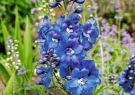 Gdy kwiatostan ostróżki przekwitnie, wytnijmy go, a roślina znów zawiąże pąki.