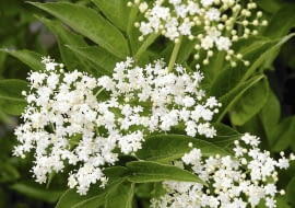Bez czarny (Sambucus nigra)