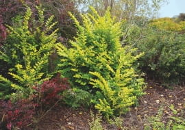 Ligustrum Vicaryi 2014, Gold Vicary Privet, lih-GEW-strum, 12 Ft Shrub, Black Walnut Sensitive.,Z5, dull white, E2Golden privet hybrid is a multi-stemmed, deciduous shrub with a vase-shaped habit which grows somewhat rapidly to 6-12 tall. Features golden yellow leaves (to 2.5"" long) and panicles (to 4"" long) of aromatic, tubular-shaped, dull white flowers in late spring. Flowers are attractive to bees and butterflies. Flowers are followed by small, dark, somewhat persistent, berry-like fruits. Winter damage 2013-14."