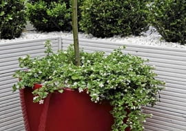 Dobrej jakości donice balkonowe mają piękny design i wiele dodatkowych funkcji np automatyczne nawadnianie, kółka ułatwiające przemieszczanie, pogrubione ścianki chroniące przed przemarzaniem