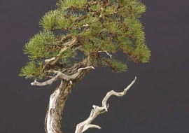 Bonsai z sosny czarnej