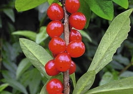 WAWRZYNEK WILCZELYKO ( DAPHNE MEZEREUM ) - KRZEW LISCIASTY , OWOCE CZERWONE , ROSLINA TRUJACA FOT. PIOTR LATOCHA PUBLIKACJA OGRODY NR 2 (154) - 2 2012 SLOWA KLUCZOWE: ROSLINA KRZEW OWOC ZDJĘCIE DO WKŁADKI: PUBLIKACJA OGRODY NR 2 (154) - CZASOPISMA