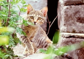 Koty są drapieżnikami, więc natura każe im zakopywać odchody. Lubią załatwiać swoje potrzeby w spokojnych miejscach, nie niepokojone przez nikogo