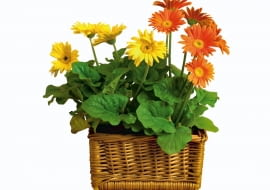 01.06.2004 WARSZAWA ARANZACJA ROSLINNA GERBERY WE WNETRZU ROSLINY DONICZKOWE GERBERA ODMIANA TANGERINE I YELLOW DARK CENTRE WIKLINA KOSZ WIKLINOWY DLA PISMA KWIETNIK ARANZACJA ANNA SLOMCZYNSKA FOT. PAWEL SLOMCZYNSKI / AGENCJA GAZETA PUBLIKACJA KWIETNIK NR 9 (117) - 9.2004