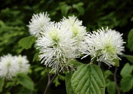 ROSLINY KRZEW FOTERGILLA WIEKSZA FOTHERGILLA MAJOR KWIATY FOT. WIESLAW GAWRYS PUBLIKACJA KWIETNIK NR 2 (146) - 2 2007 SLOWA KLUCZOWE: ROSLINY KWIATY ZDJĘCIE DO WKŁADKI: PUBLIKACJA KWIETNIK NR 2 (146) - CZASOPISMA