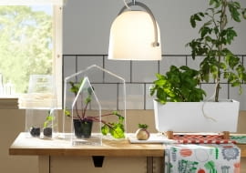 Zioła i rośliny w kuchni. Pomysły na hodowlę zielonych dodatków