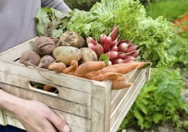 Warzywniak. Przydomowa uprawa pełna zdrowia