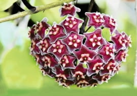 Hoya pubicalyx ' Royal Hawaiian Purple'