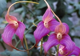 MASDEVALLIA COCCINEA SLOWA KLUCZOWE: Orchidee Pflanze pink rosafarben