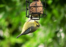 dokarmianie zwierząt