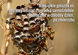 Osy, pszczoły i trzmiele atakują tylko rozdrażnione i w obronie gniazda