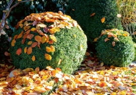 Jesienne porządki w ogrodzie