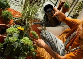 Nowa linia produktów do pielęgnacji roślin doniczkowych Urban Plant Care