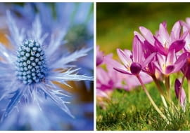 Niebezpieczne rośliny