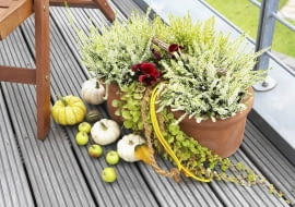 kompozycja jesienna, wrzosy