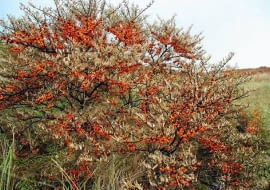 Rokitnik ma cierniste pędy.Utworzony z niego żywopłot będzie dorbym ogrodzeniem