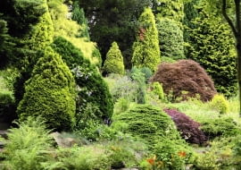 Kondycje krzewów iglastych można poprawić dzięki stosowaniu stymulatorów wzrostu, np. Asahi SL.