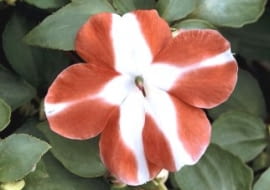 Kwitnące okazy niecierpka Wallera kupuje się zwykle wiosną jako rośliny sezonowe. Tworzą niskie (do 30 cm) kępy, choć niektóre odmiany mają zwisłe pędy.