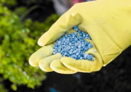Stosując nawozy sypkie pamiętajmy o ochronnych rękawiczkach.