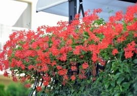 Pelargonia bluszczolistna