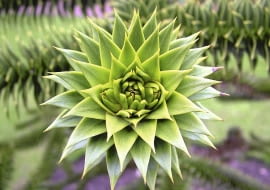 Okazowi tej araukarii uprawianej w donicy obcięto już wierzchołek, bo wyrosła zbyt wysoko