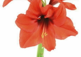 Hipeastrum latem musi przejść w stan spoczynku