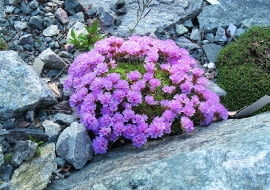 akantolimon błoniasty dorasta do wysokości 15 cm, a jego poduchowate kępki osiągają szerokość ok. 30 cm.