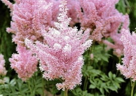 OGROD LESNY , ROSLINA , KWIAT - TAWULKA ( ASTILBE ) FOT. BARBARA PIOTROWSKA PUBLIKACJA OGRODY NR 10 (138) - 10 2010 PUBLIKACJA LADNY DOM NR 9 (155) - 9 2011 SLOWA KLUCZOWE: OGROD ROSLINA PRZYRODA KWIAT ZDJĘCIE DO WKŁADKI: PUBLIKACJA OGRODY NR 10 (138) - CZASOPISMA