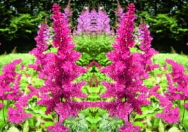 TAWUŁKA ARENDSA 'FINAL'