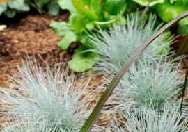 Rośliny zimozielone na balkon - kostrzewa siwa