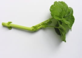 13.07.2004 WARSZAWA OGROD PRYWATNY SADZONKI ROSLIN BALKONOWYCH PRZYGOTOWANIE SADZONEK ROSLINY BALKONOWE PELARGONIA PELARGONIUM ROZMNAZANIE WEGETATYWNE FOT. PAWEL SLOMCZYNSKI / AGENCJA GAZETA PUBLIKACJA KWIETNIK NR 9 (117) - 9.2004 SLOWA KLUCZOWE: OGRODNICTWO ROSLINY ZDJĘCIE DO WKŁADKI: PUBLIKACJA KWIETNIK NR 9 (117) - CZASOPISMA