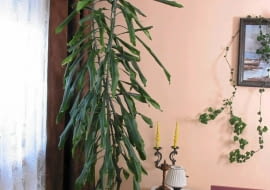 09.06.2003 SIERPC KWIATY PANI KRYSTYNA ANISKIEWICZ DO GAZETY KWIETNIK NZ. DRACENA WONNA ROSLINA DONICZKOWA WNETRZE FOT. WOJCIECH SURDZIEL / AGENCJA GAZETA PUBLIKACJA KWIETNIK NR 9 (105) - 9.2003 SLOWA KLUCZOWE: WNETRZA ROSLINY ZDJĘCIE DO WKŁADKI: PUBLIKACJA KWIETNIK NR 9 (105) - CZASOPISMA