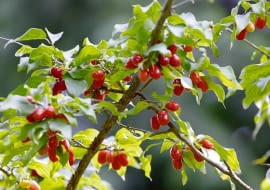 ROSLINA KRZEW DEREN JADALNY CORNUS MAS OWOCE FOT. PIOTR BANASZCZAK PUBLIKACJA OGRODY NR 10 (114) - 10 2008 PUBLIKACJA OGRODY NR 5 (133) - 5 2010